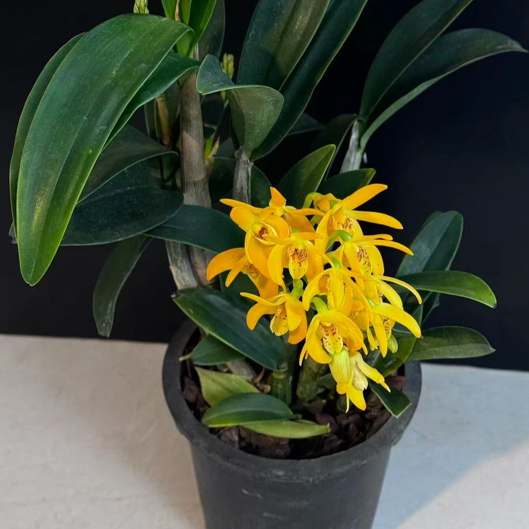 韩国进口黄鹤石斛兰  易养活 室内盆栽花卉绿植  损坏10%不售后