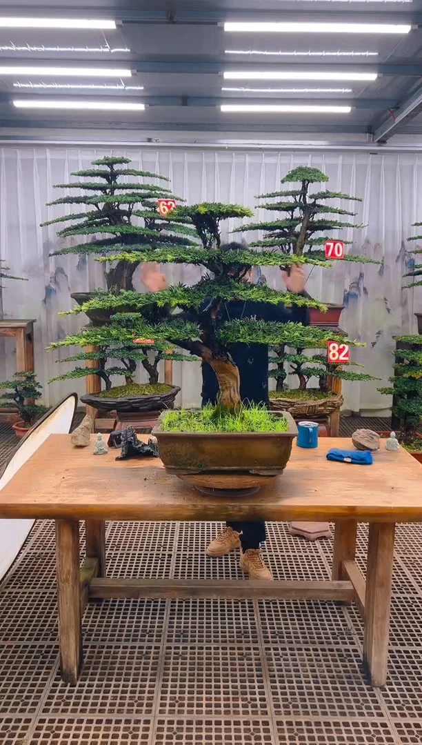 无花朵巨****压精品盆景直播间一物一拍