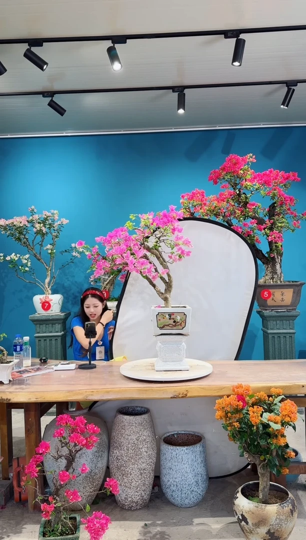全部花朵漳红樱三角梅