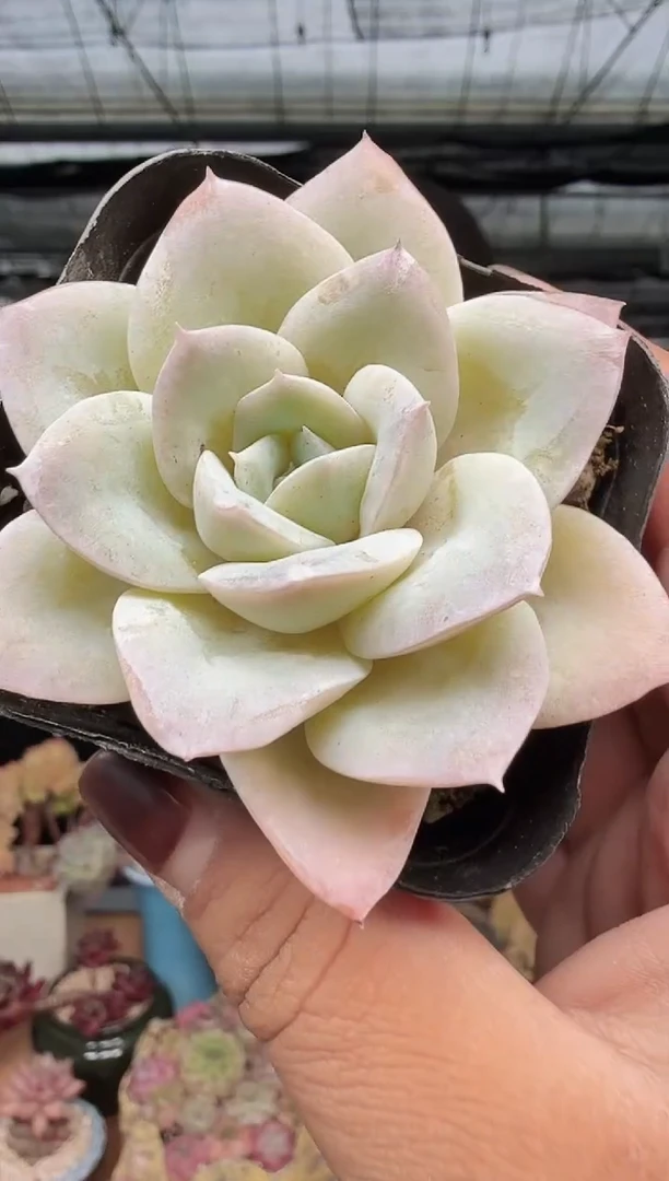 东云多肉园新款-247