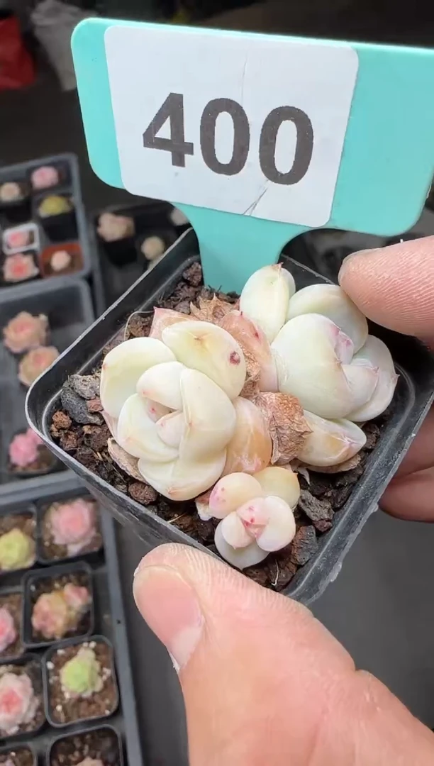 【闪购商品】一物一拍0216—400