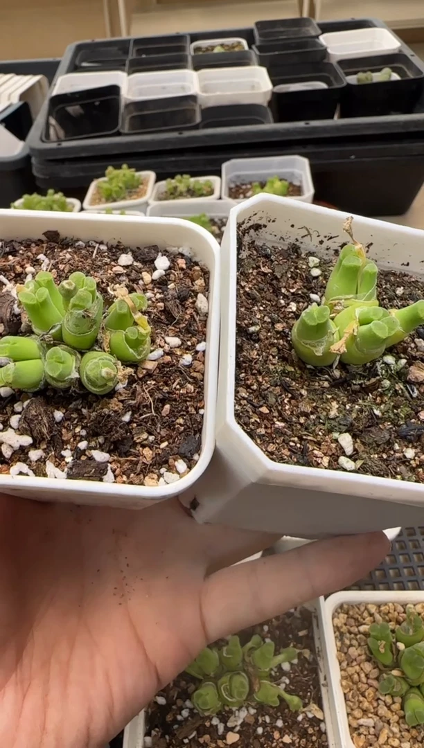 【闪购商品】13-181