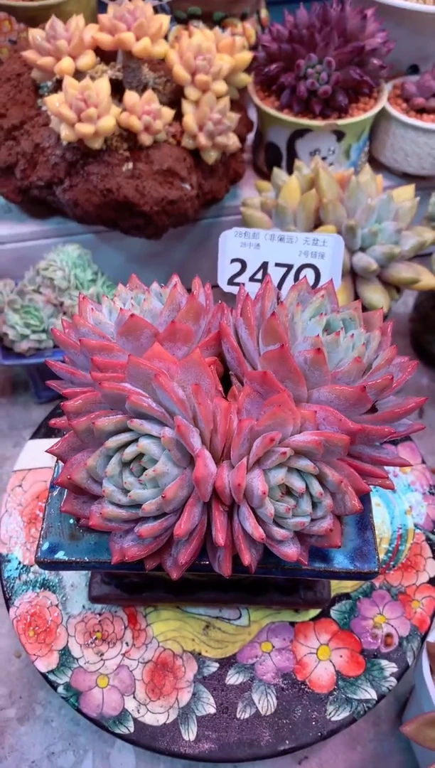 ?**?247Q（一物一拍，精品多肉，所见即所得 ）