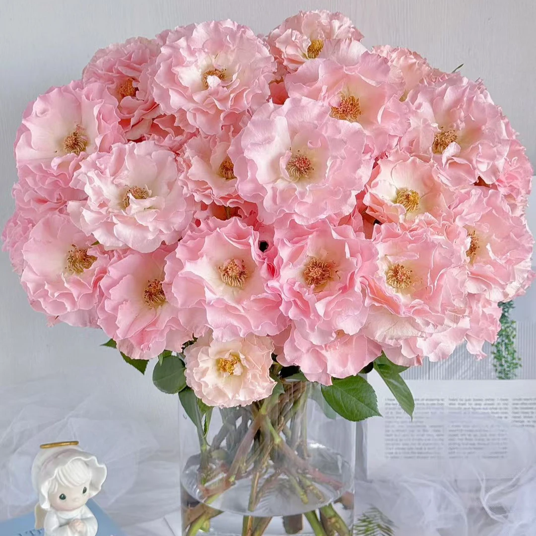 【懒洋杨】人鱼公主 好养好开 卷边波浪形花瓣云南昆明斗南基地直发