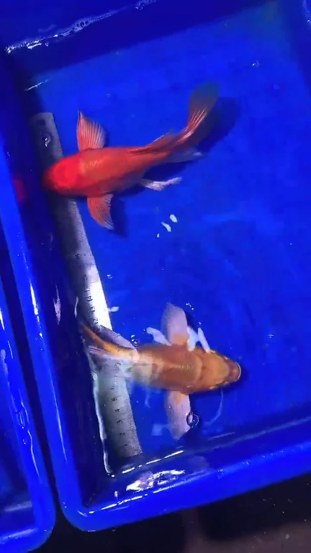 蝴蝶鲤鱼蝴蝶鲤直播选鱼专用链接 凭开箱视频售后