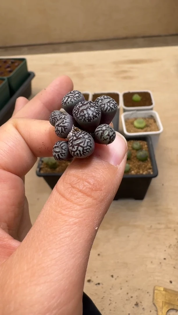 【闪购商品】1/21-61