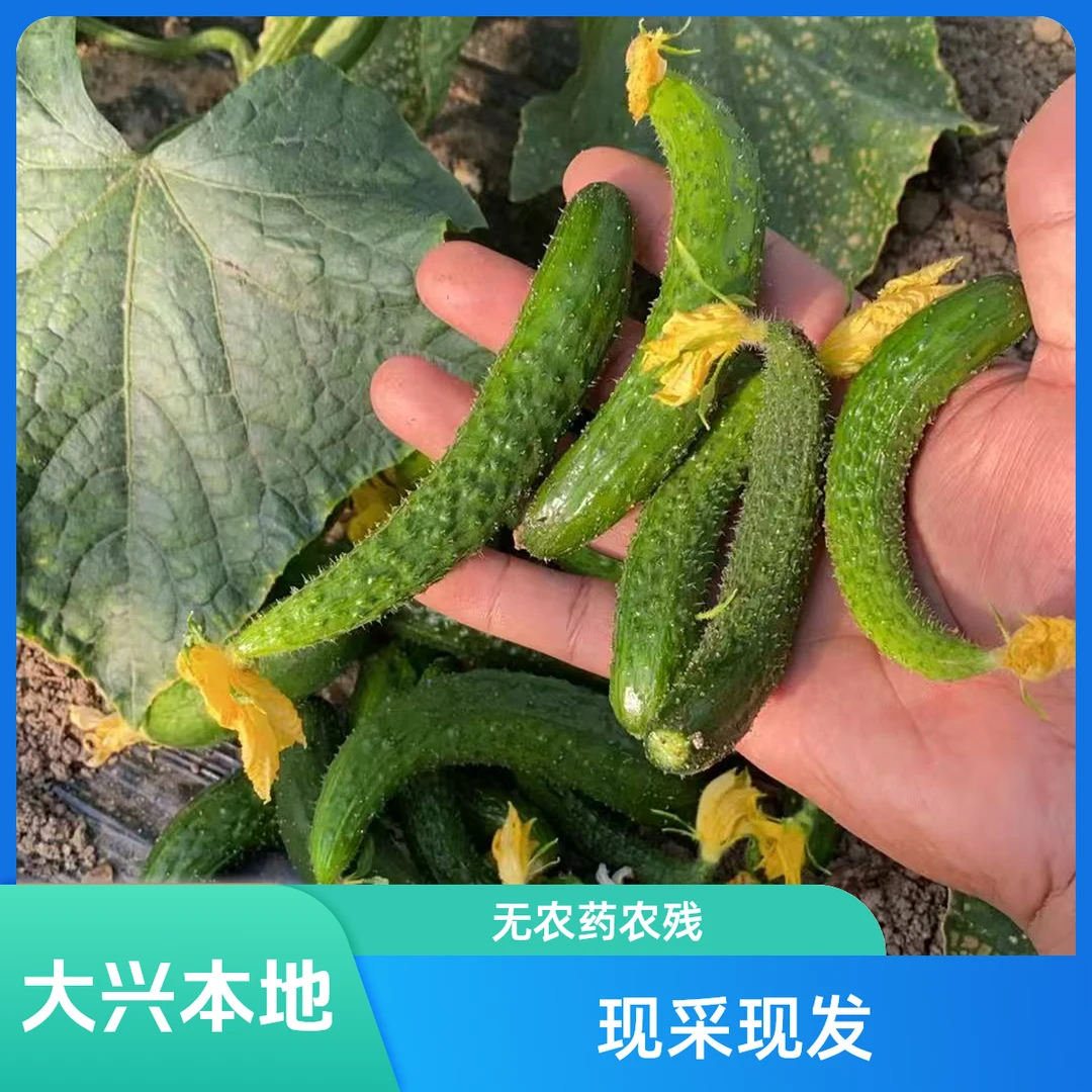 【幸福农场】新鲜黄瓜扭3斤 腌菜使用  北京大兴本地农家肥种植 现采现发 无农药农残  顺丰京东包邮同城送黄瓜