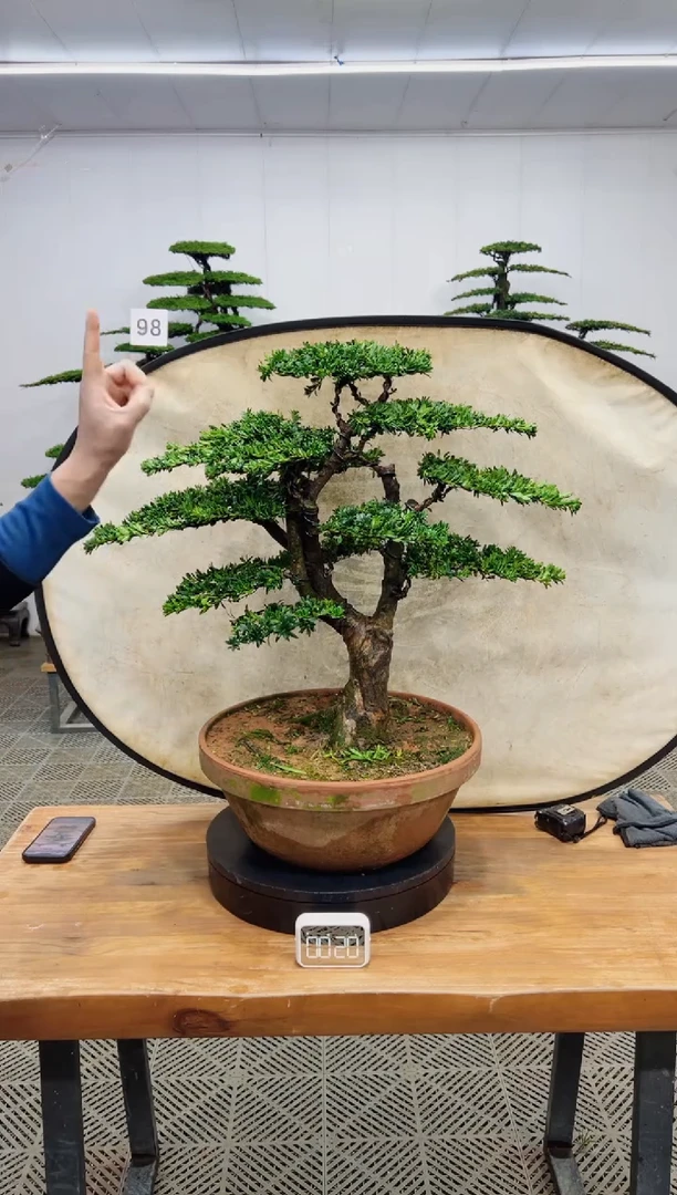 无花朵造型盆景一物一拍