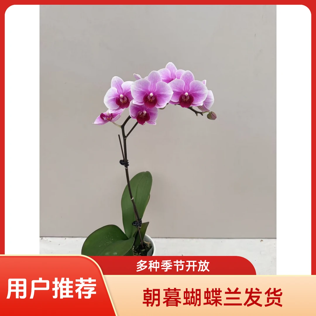 繁星里蝴蝶兰【绝代双骄】全花开花株发货