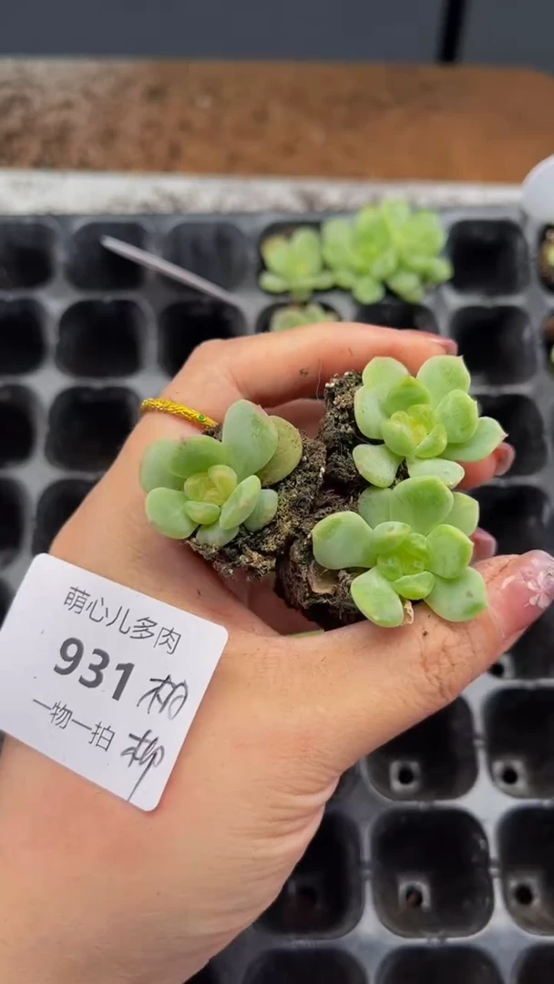 931 相柳多肉植物多肉植物
