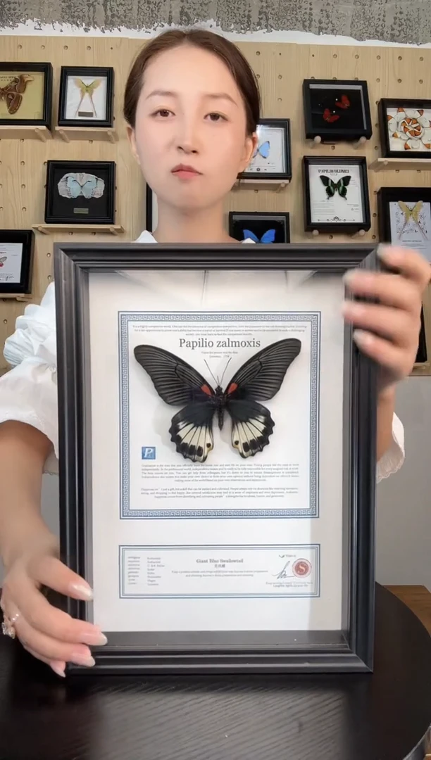 美凤蝶（蝴蝶装饰画A4框）