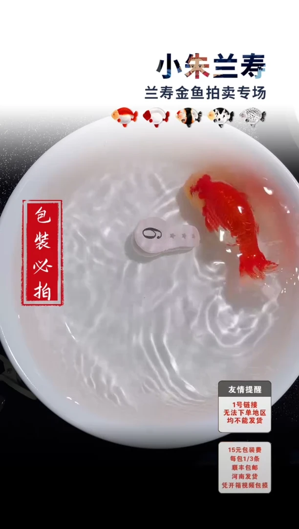 金鱼包装必拍未拍顺丰到付9号