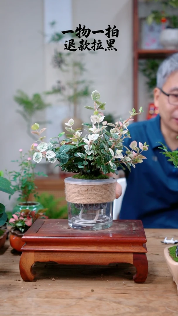 完全开放虚花叶713