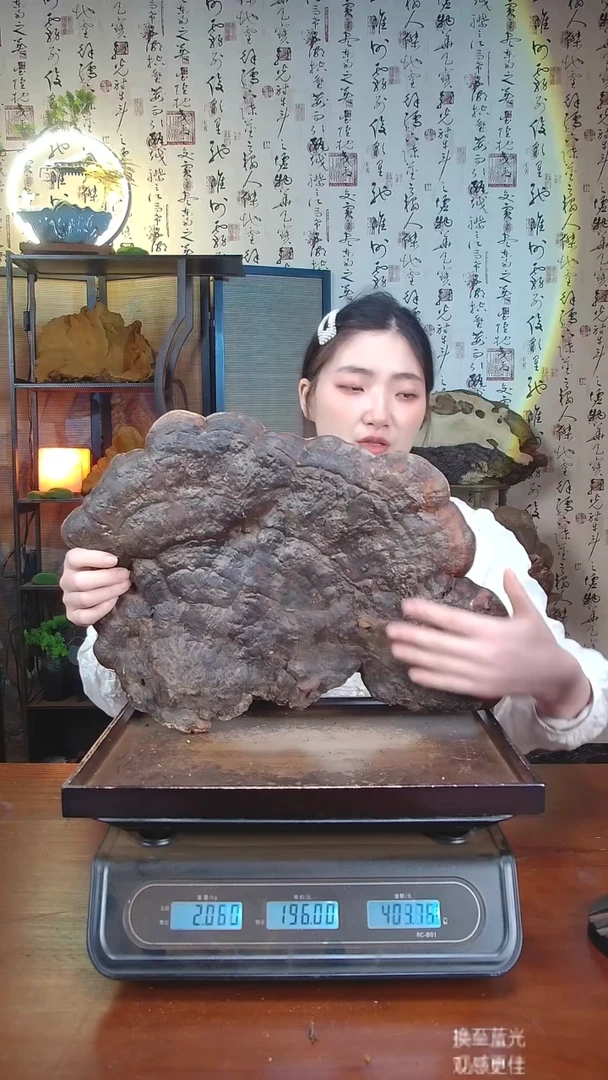 红缘拟层孔菌中国大陆【藏区 野生】红缘树舌（3.77斤）30-40年份