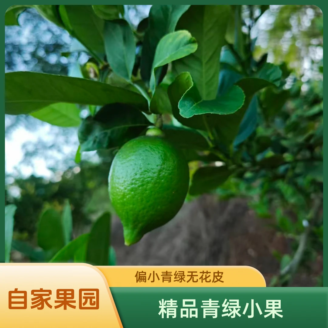 广东香水柠檬精品一级小果新鲜现摘爆香多汁无籽奶茶店咖啡店专用