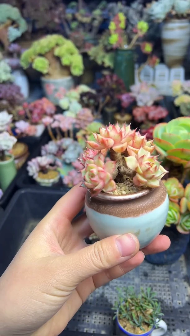 涵**媛3            不带盆