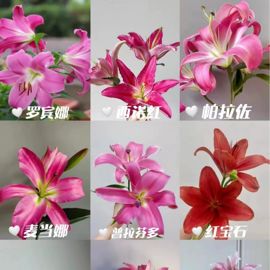 【优选】香水百合 店内现货包邮