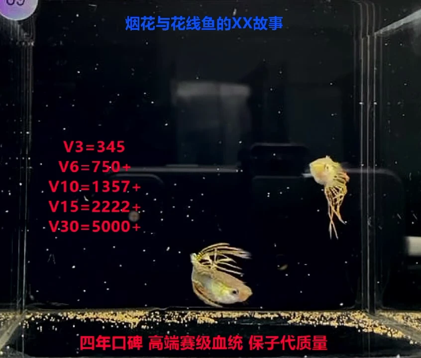 孔雀鱼黑金蕾丝冠尾高端福利2对