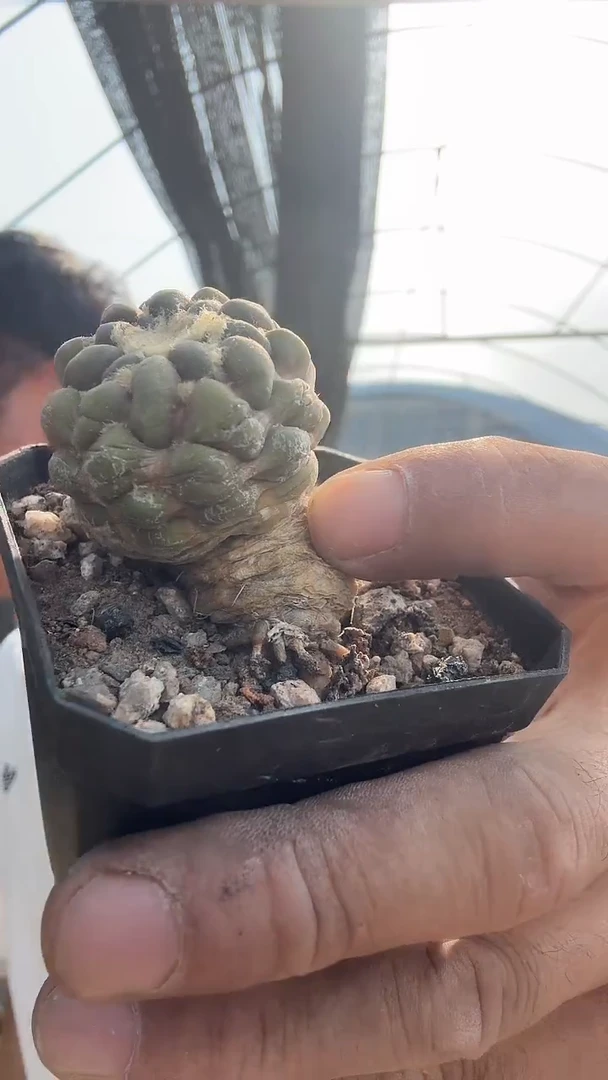 惠毛丸           69.99