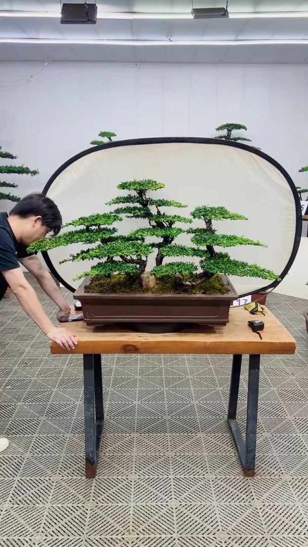 无花朵造型盆景一物一拍