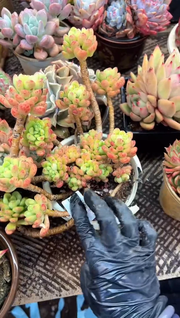 用****4多肉植物一物一拍21404