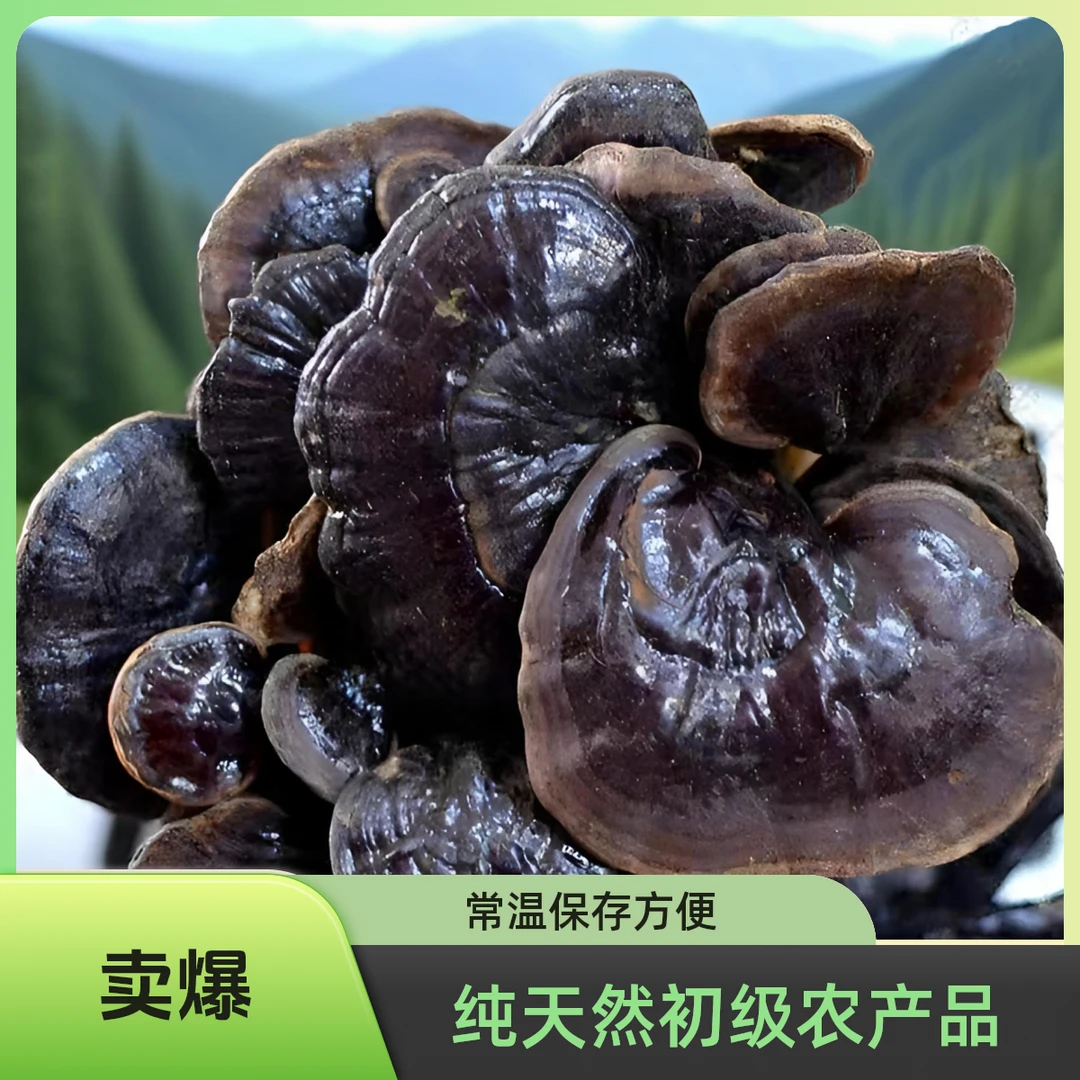 【竹枝灵芝草】云南深山图片采挖的竹芝竹灵芝灵芝图片纯天然中药材