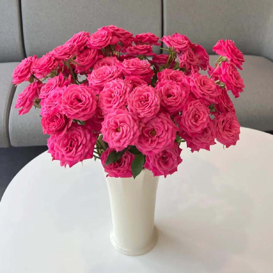 【全疆顺丰包邮】桃花笺多头玫瑰 居家生活鲜花