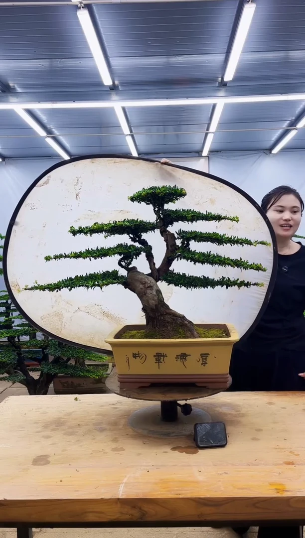 无花朵一物一拍，所见即所得