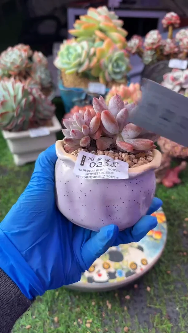 昆明印象多肉0238