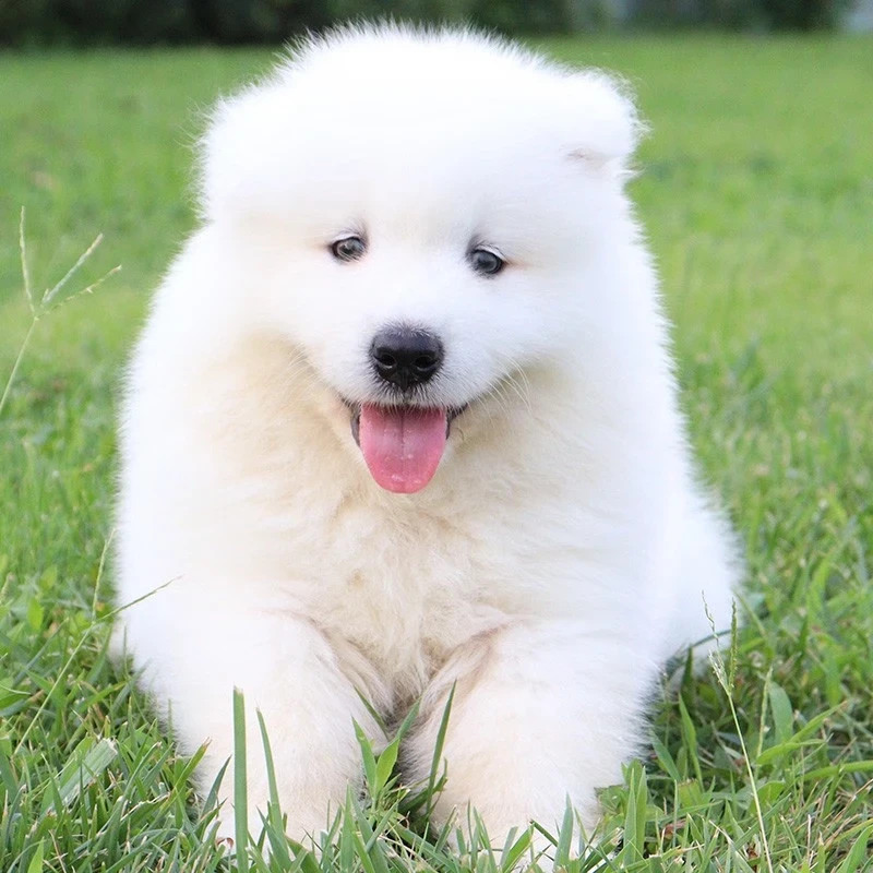 【妹妹】萨摩耶幼犬活体纯种宠物狗幼崽