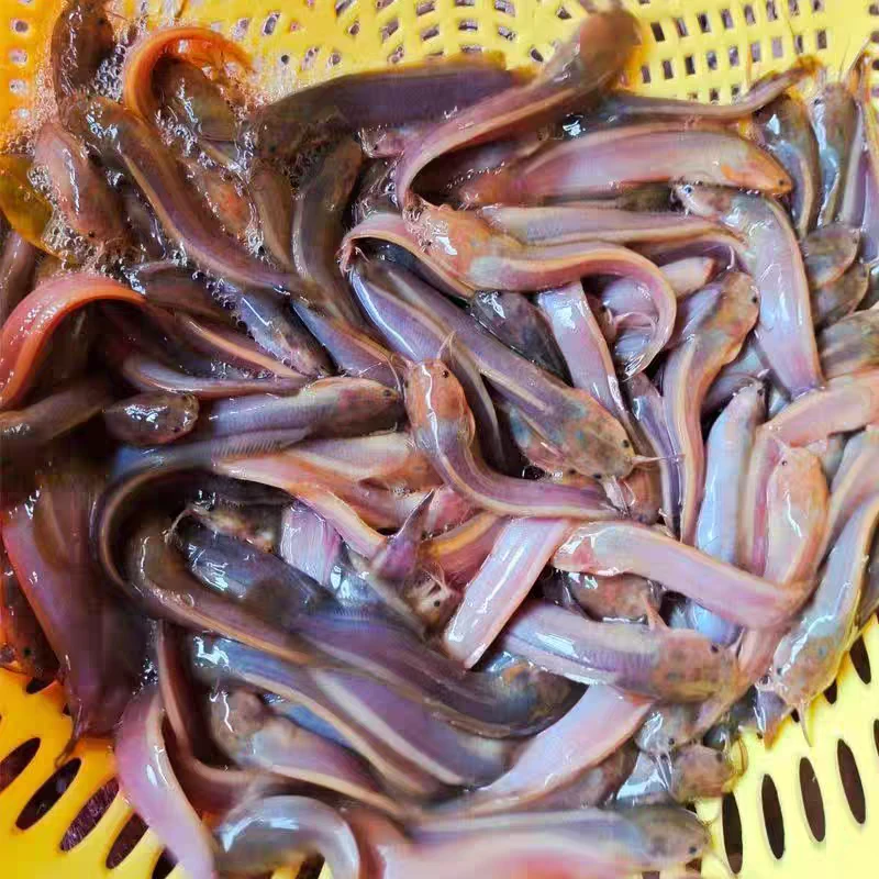 广东批发本地塘鲺鱼苗活体淡水养殖观赏宠物饲养