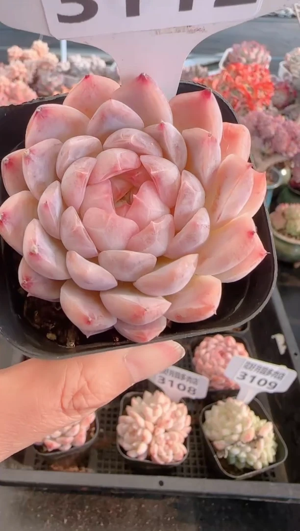 【闪购商品】3112.