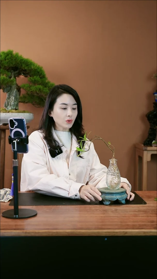 【闪购商品】盆景栀子花