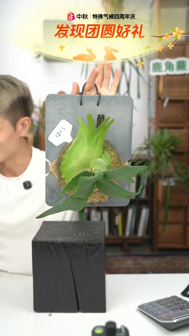 不开花植物I245-千手观音（小）直播特价