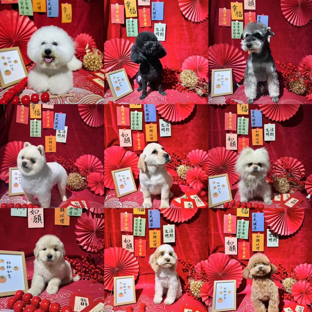 【军威犬舍】宠物活体狗狗