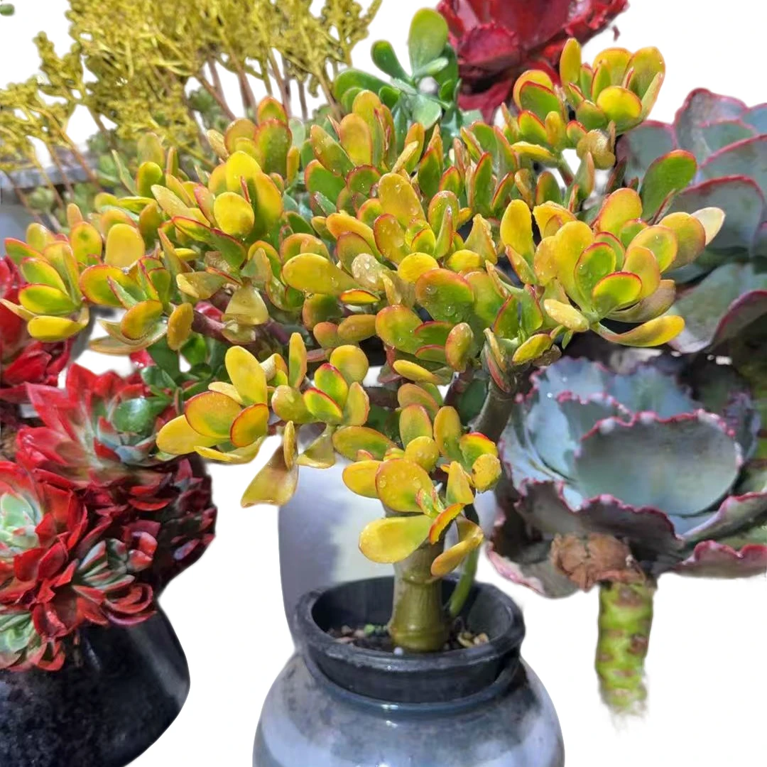 精品多肉 黄金花月