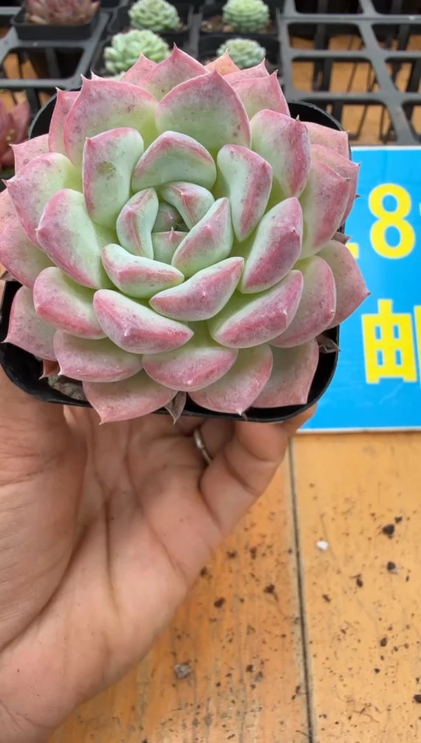 东云多肉园二店-270