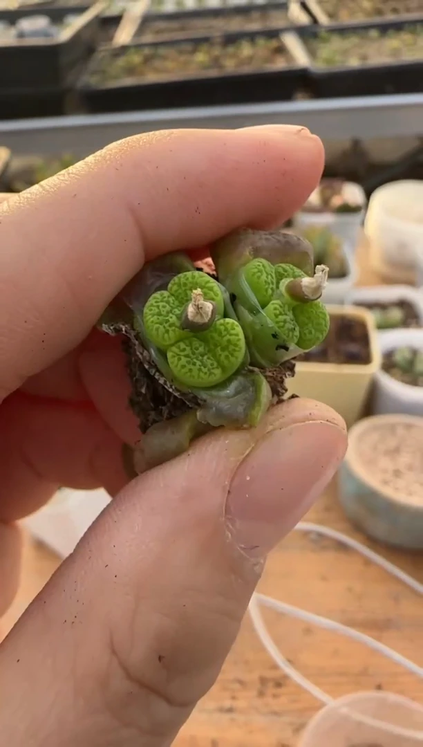 【闪购商品】9-387