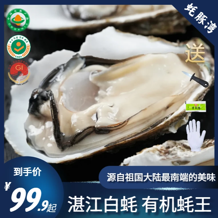 【有机蚝王】湛江白蚝 超大生蚝王 蚝豚湾 5斤净重 有机海域养三年
