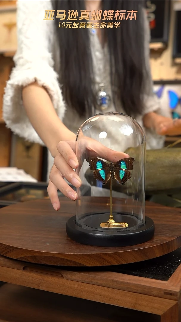 蓝带荣蛱蝶玻璃罩款