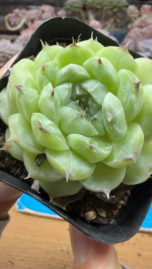 东云多肉园二店-535