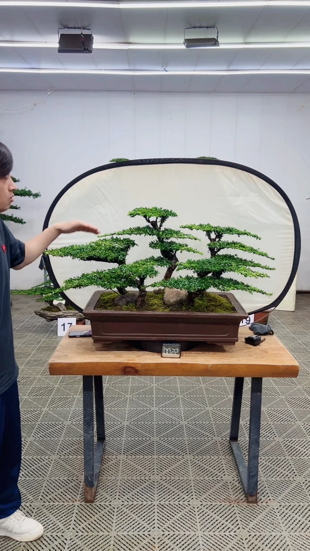 无花朵造型盆景一物一拍