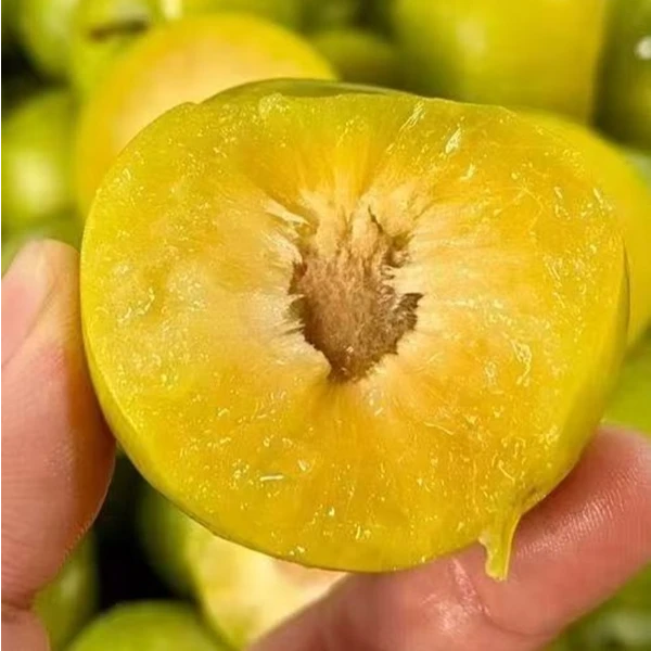 【顺丰包邮】贵州正宗六马蜂糖李李子当季孕妇新鲜水果