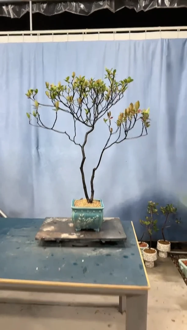 【闪购商品】盆景春花