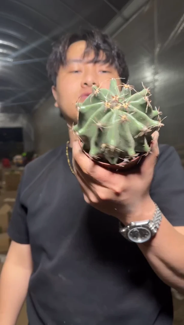 实生根 短豪刺 雎鸠玉