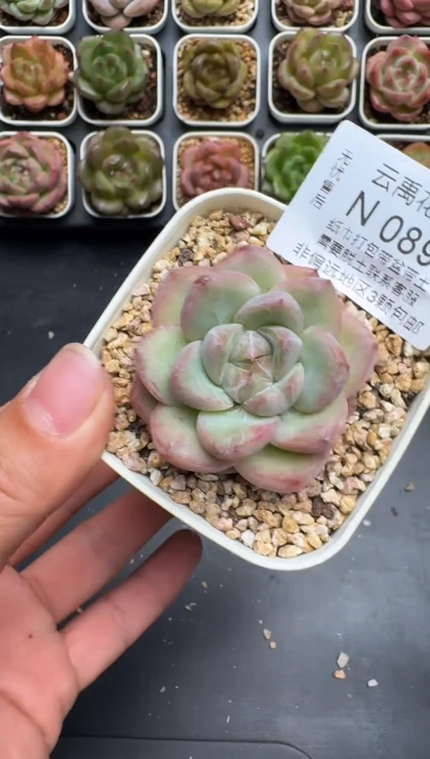 089N当天拍3颗包柚 带盆土发纸巾打包 云禹花卉 珍妮多肉植物