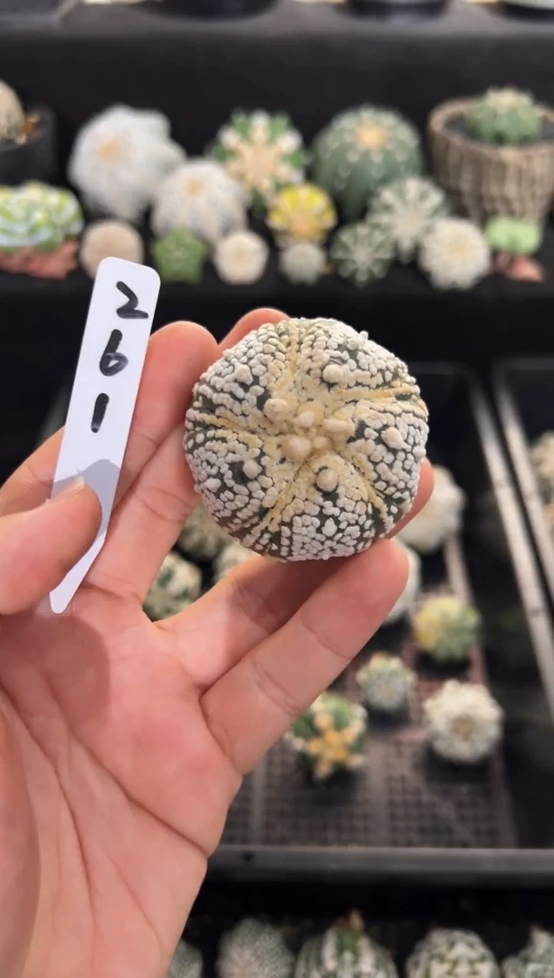 不含盆土实生编码261