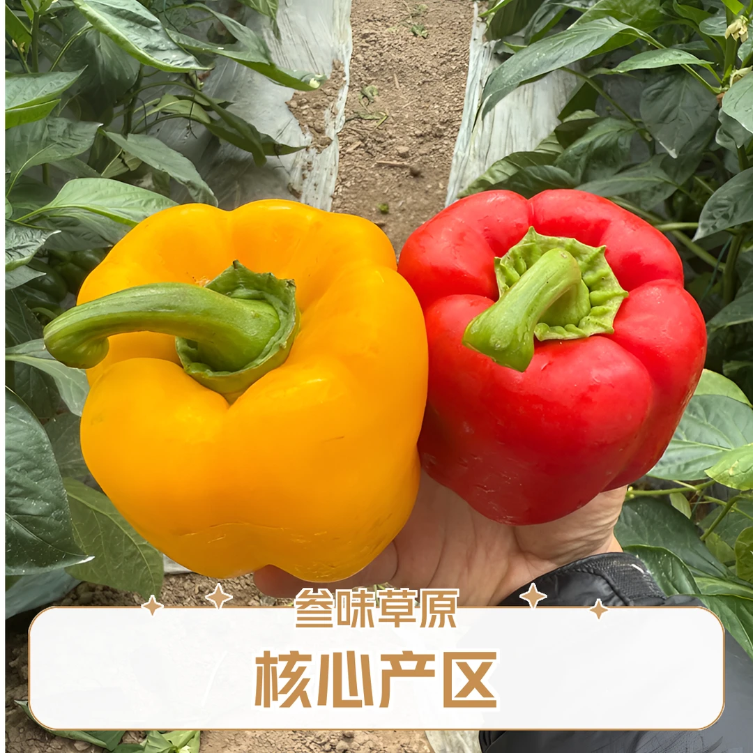 山东寿光新鲜五彩椒水果椒甜椒生吃不辣现摘现发