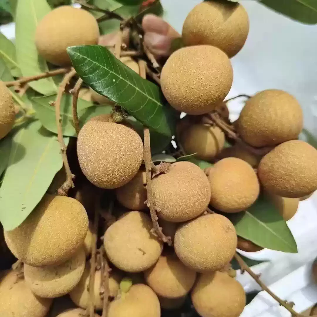 【顺丰京东包邮】广西储良龙眼新鲜清甜多汁肉厚饱满当季水果