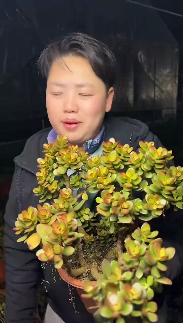 中号继红花月叶展20CM  6